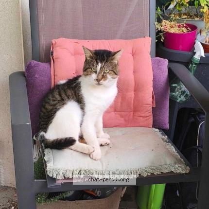 Photo 1/1 Milo Chat lost in Mouscron