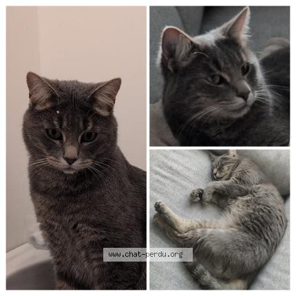 Photo 1/1 Cat reunited Lost in Eperlecques