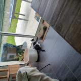 Picture of cat lost at Cepet