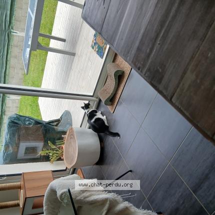 Photo 1/1 Chouchou Chat lost in Cepet