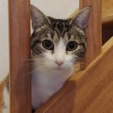 Picture of cat lost at Mareuil Sur Lay