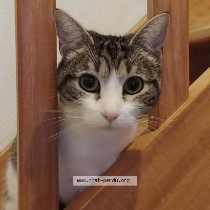 Photo 1/1 Winnie Chat lost in Mareuil sur lay