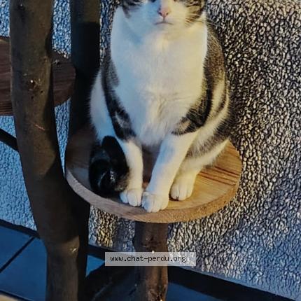 Photo 1/1 Winnie Chat lost in Mareuil sur lay