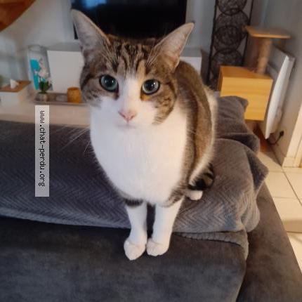 Photo 1/1 Winnie Chat lost in Mareuil sur lay