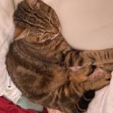 Picture of cat lost at Elbeuf