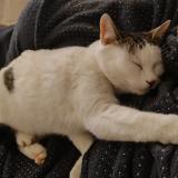 Picture of cat lost at Tarnes