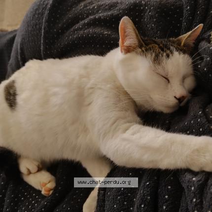 Photo 1/1 Gaïa Chat lost in Tarnes