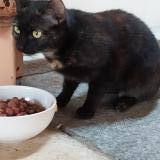 Picture of cat found at Gaillac