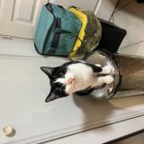 Picture of cat lost at Pierrelatte