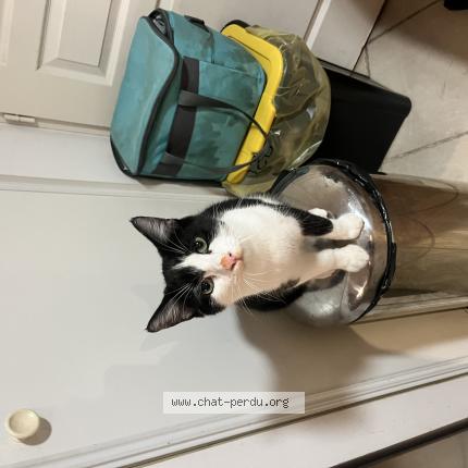 Photo 1/1 Yuki Chat lost in Pierrelatte