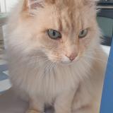 Picture of cat lost at Plerin