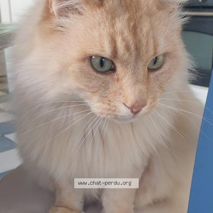 Photo 1/1 Kheops Chat lost in Plerin