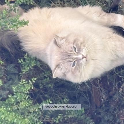 Photo 1/1 Found cat Found in Glisolles la bretonniere