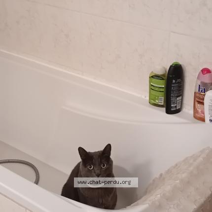 Photo 1/1 Cacahouette Chat lost in Montayral