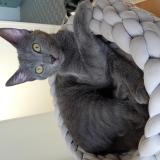 Picture of cat lost at Luzy