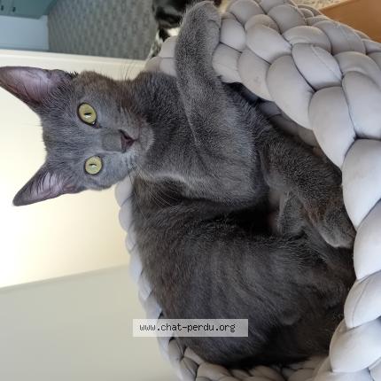 Photo 1/1 Ringo Chat lost in Luzy