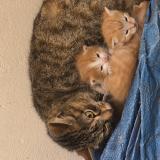 Picture of cat found at Bondy