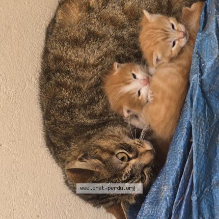 Photo 1/1 Found cat Found in Bondy