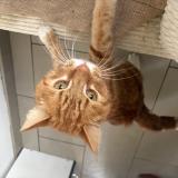 Picture of cat found at Inchy