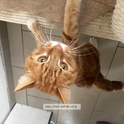 Photo 1/1 Found cat Found in Inchy