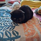 Picture of cat lost at Muret