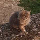 Picture of cat found at Saint Clement