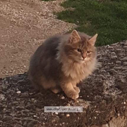 Photo 1/1 Found cat Found in Saint clement