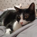 Picture of cat lost at Hyeres