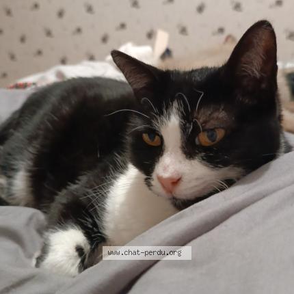 Photo 1/1 Iris Chat lost in Hyeres