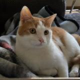 Picture of cat lost at Guatenala