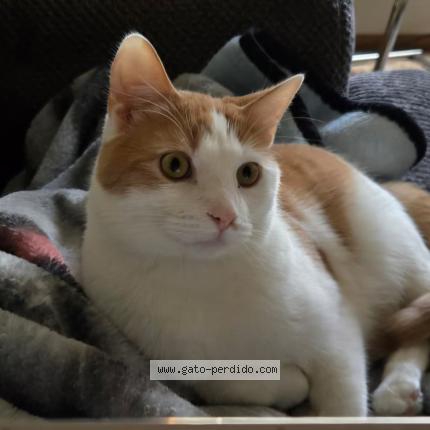 Photo 1/1 Ikki Chat lost in Guatenala