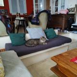 Picture of cat lost at Pessac