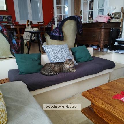 Photo 1/1 Cachou Chat lost in Pessac