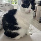 Picture of cat lost at Buchelay