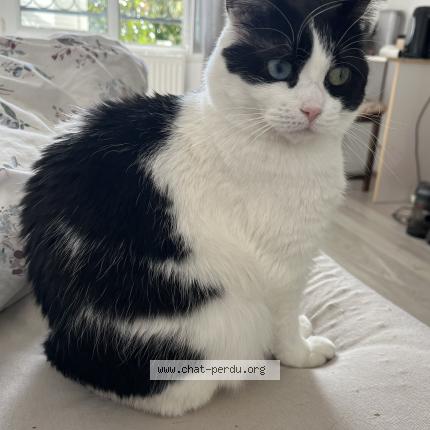 Photo 1/1 Agathe Chat lost in Buchelay