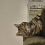 Picture of cat lost at Toulouse