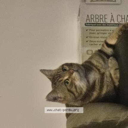 Photo 1/1 Mystie Chat lost in Toulouse