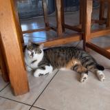 Picture of cat lost at Optevoz