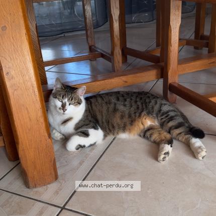 Photo 1/1 Tacos Chat lost in Optevoz