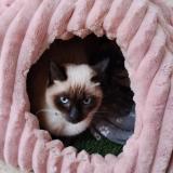 Picture of cat lost at Marseille