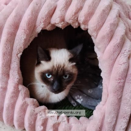 Photo 1/1 Bulma Chat lost in Marseille