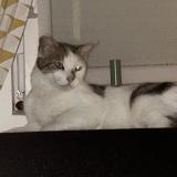 Picture of cat lost at Louvroil