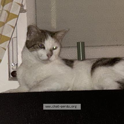 Photo 1/1 Caramel Chat lost in Louvroil