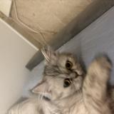 Picture of cat lost at Bretigny Sur Orge