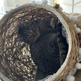 Picture of cat lost at Perpignan