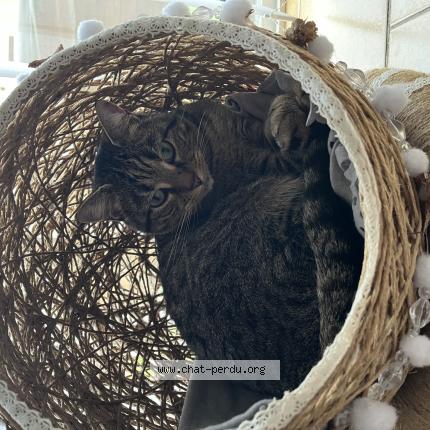 Photo 1/1 Chippie Chat lost in Perpignan