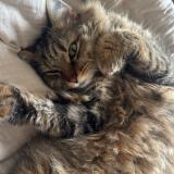 Picture of cat lost at Fonsorbes