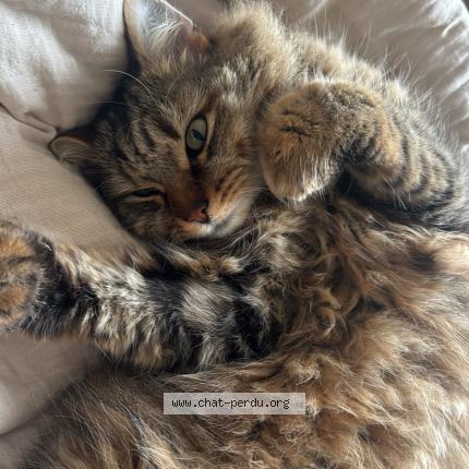 Photo 1/1 Roméo Chat lost in Fonsorbes