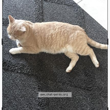 Photo 1/1 Pilou Chat lost in Bonson