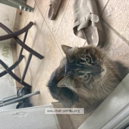 Photo 1/1 Found cat Found in Bassussary